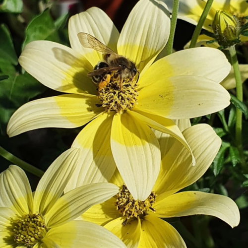 Bienen auf Bidens