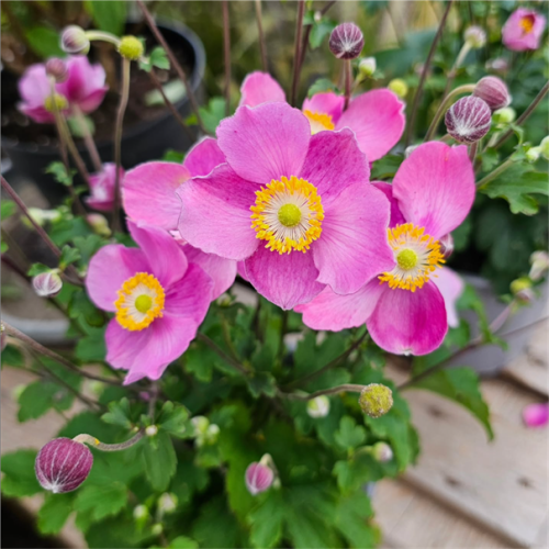 Herbst Anemone