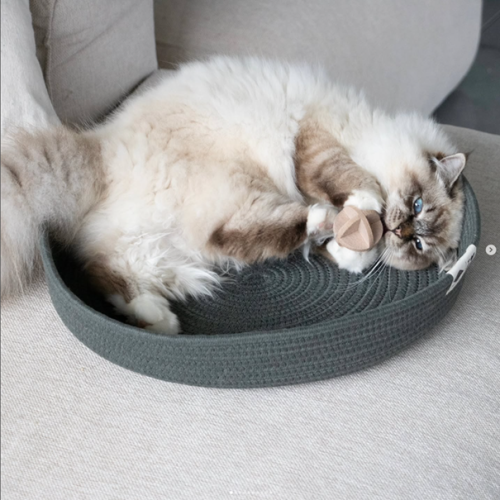 Katze Jess Bett
