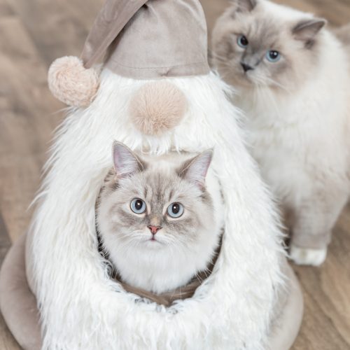 PHO_PRO_CAT_927104-2