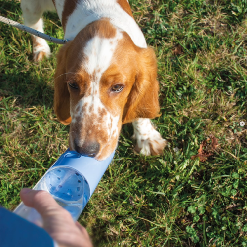Trinkflasche Hund