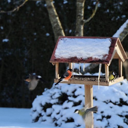 birds, sparrows, bird house