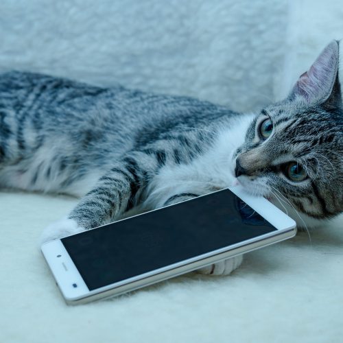 cat, small, mackerel