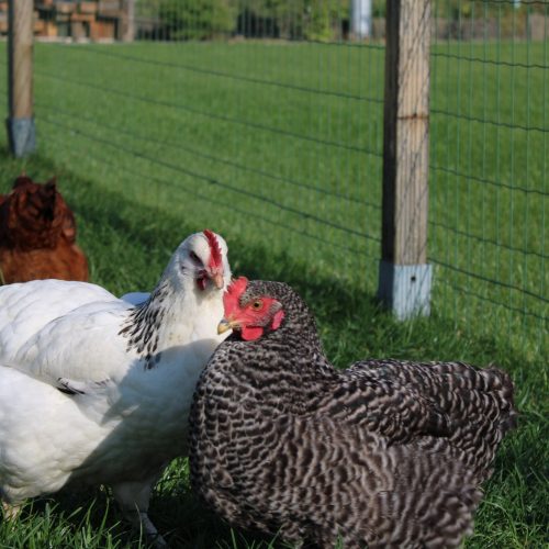 Chickens at the farm Loreke76