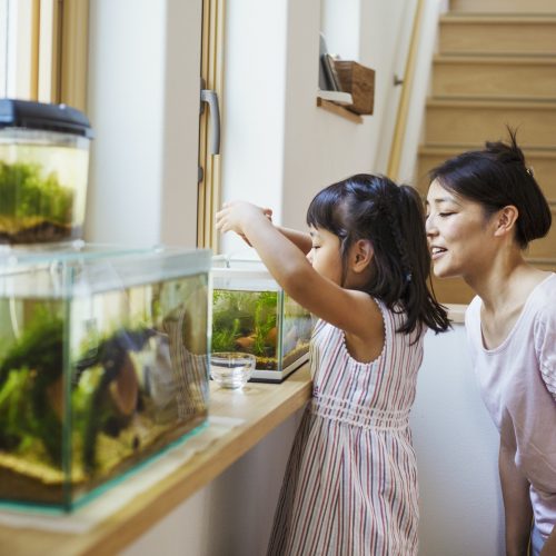 Family home. A mother and daughter looking at the fish in a fish tank on a windowsill.