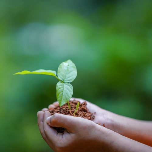 hands, soil, plant