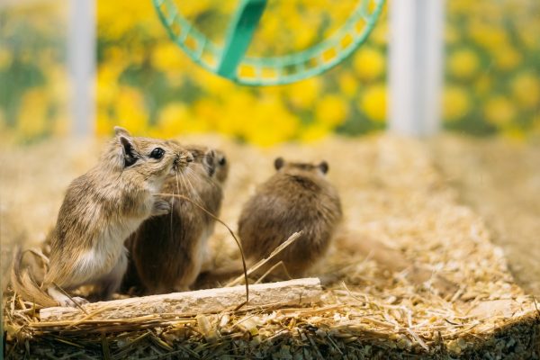 Meriones Unguiculatus, The Mongolian Jird Or Mongolian Gerbil